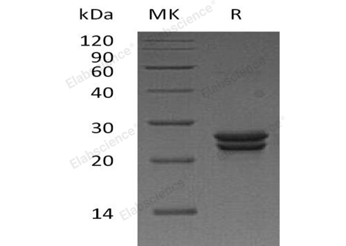 Валидация Elabscience PKSH032330(2821)