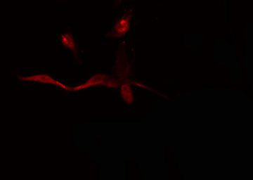 Валидация AssayVector ARM1240(627)