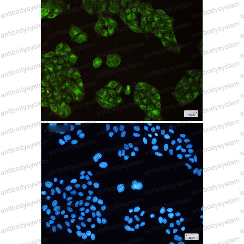 Валидация IF - AntibodySystem RHA19301
