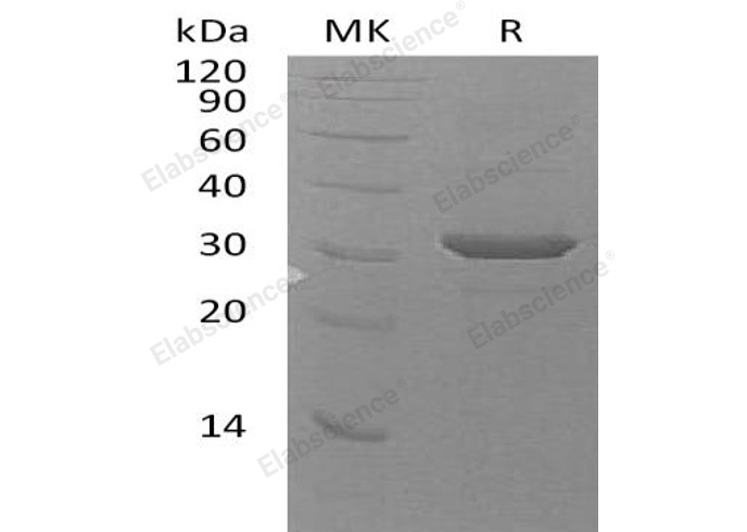 Валидация Elabscience PKSH033192(3542)