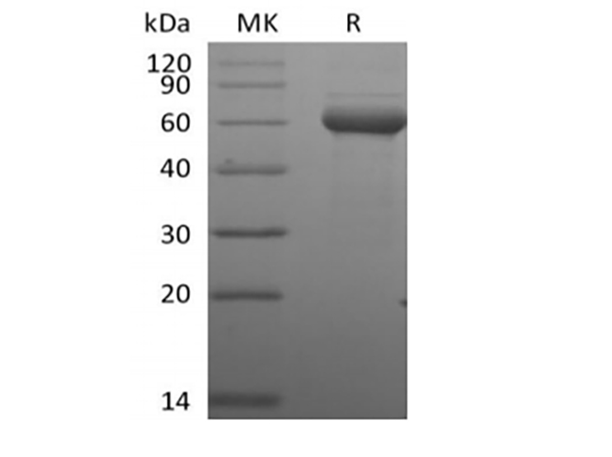 Валидация Elabscience PKSH034003(4234)
