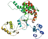 5"-3"Exoribonuclease 2 (XRN2)