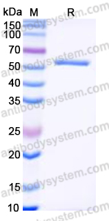 YHK70202, SDS-PAGE
