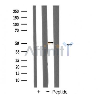 Валидация Affinity AF5343 - 2932