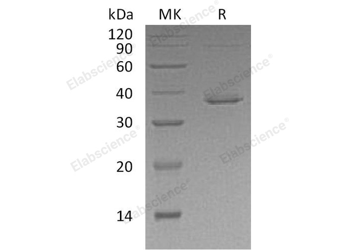 Валидация Elabscience PKSH033058(3431)