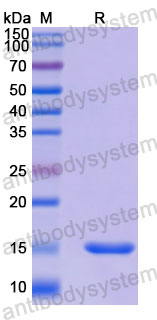 Валидация SDS-PAGE - AntibodySystem RHK06401