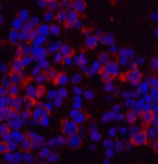 Валидация Elabscience E-AB-22076