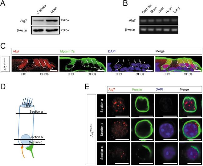 Валидация AssayVector ARM2631(4861)