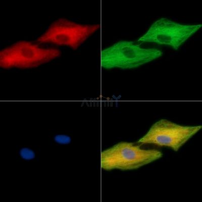 Валидация Affinity DF15098 - 11343