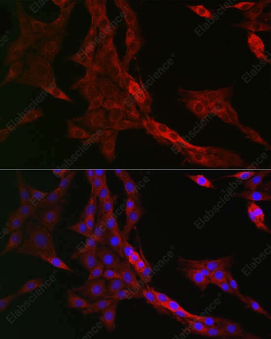 Иммунофлуоресценция, PTPIP51/RMDN3, клетки PC-12