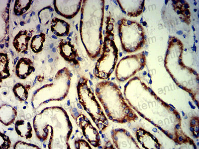 Валидация AntibodySystem RHG10006 (2842)