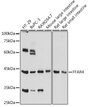Валидация Elabscience E-AB-92119