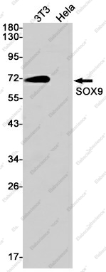 Вестерн-блоттинг, SOX9, клетки 3T3 и HeLa