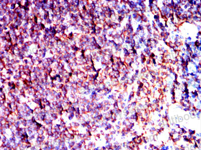 Валидация AntibodySystem RHG48103 (2961)