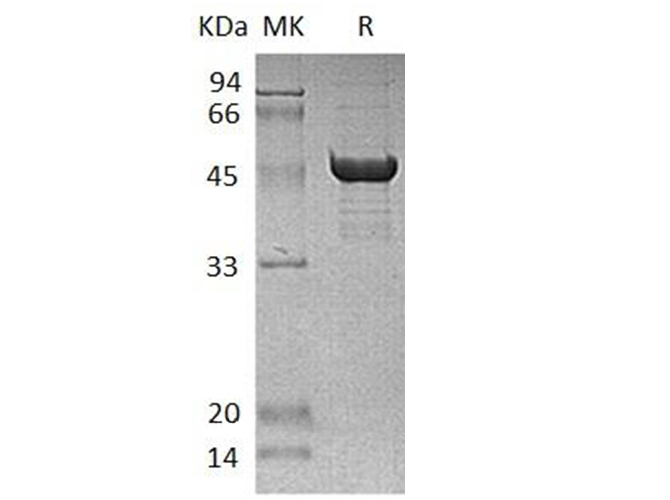 Валидация Elabscience PKSH033015(3396)
