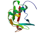 CD163 Molecule Like Protein 1 (CD163L1) CD163 Molecule Like Protein 1 (CD163L1)