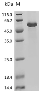 SDS-PAGE