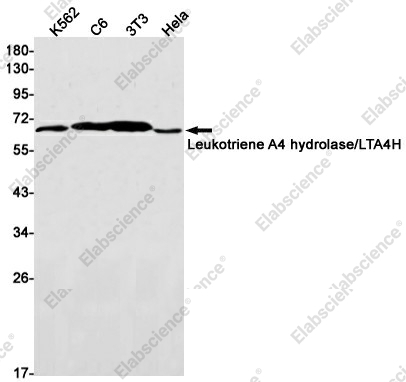 Вестерн-блоттинг, Leukotriene A4 hydrolase/LTA4H, клетки K562, C6, 3T3, HeLa