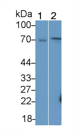 10796