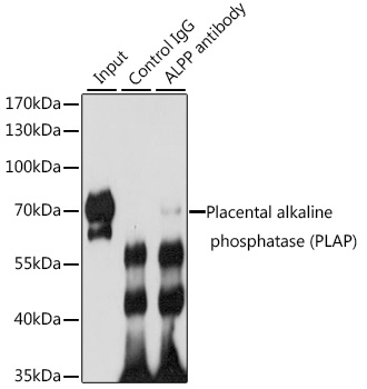 Валидация Elabscience E-AB-92361