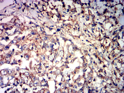 Валидация AntibodySystem RHJ26302