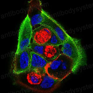 Валидация IF - AntibodySystem RHB92902