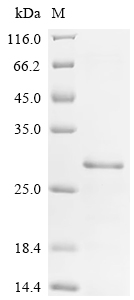 SDS-PAGE