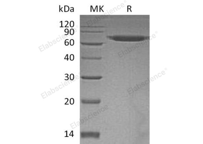 Валидация Elabscience PKSH032401(2882)