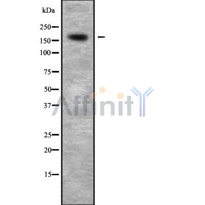 Валидация Affinity DF10028 - 5477