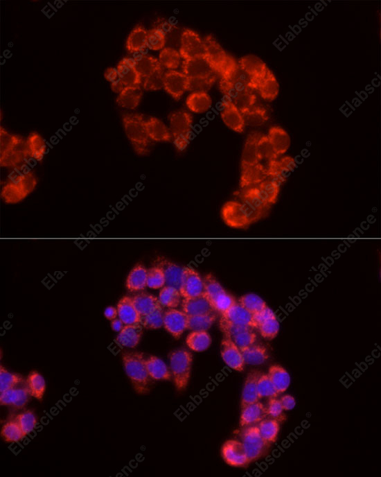 Иммунофлуоресценция, Cytochrome C, клетки HepG2