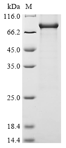 SDS-PAGE