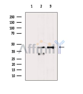 Валидация Affinity DF9895 - 22851