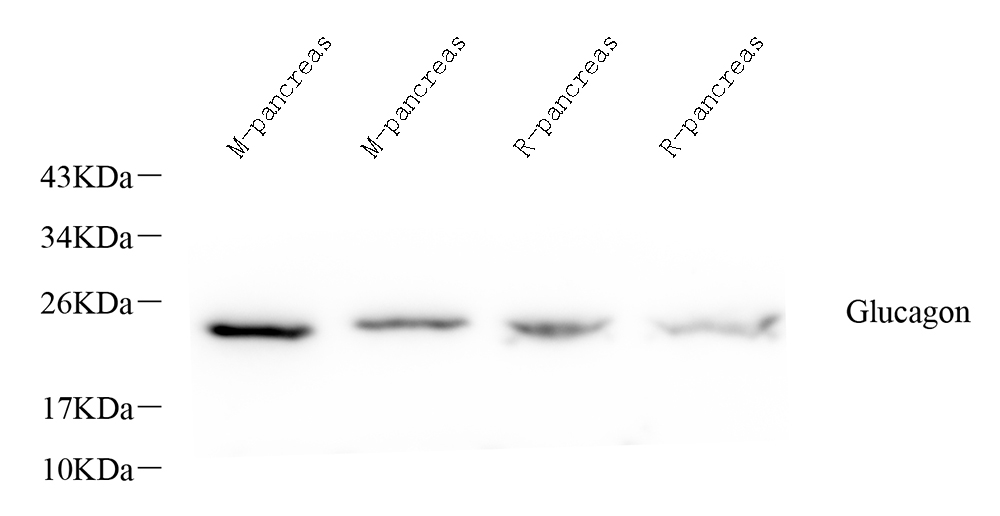 Валидация Elabscience E-AB-70319