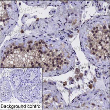Валидация AntibodySystem RHA11201
