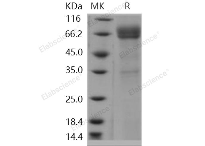 Валидация Elabscience PKSH030990(1803)