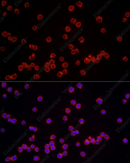 Иммунофлуоресценция, NLRC4, клетки THP-1