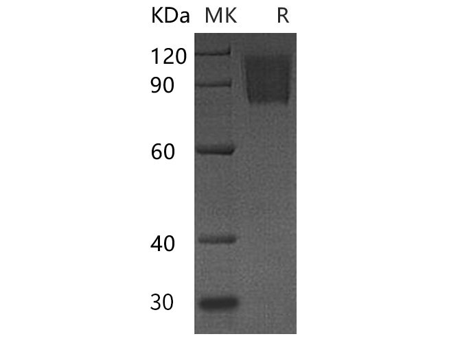 Валидация Elabscience PKSM041121(5038)