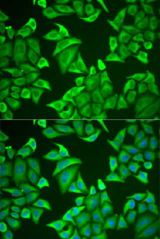 Валидация Elabscience E-AB-61991