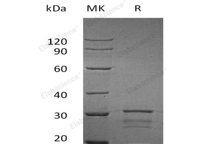 Валидация Elabscience PKSH032661(3095)
