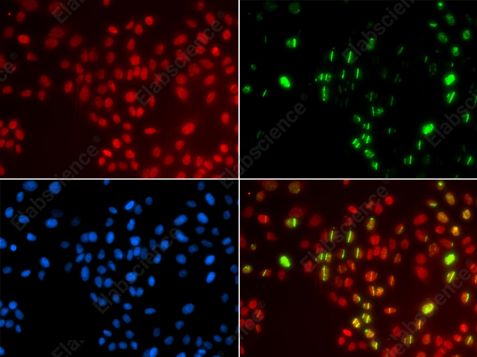 Иммунофлуоресценция, DNA polymerase eta, трансгенные клетки U2OS