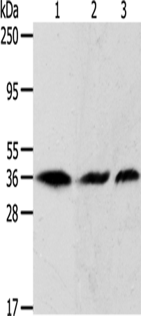 Валидация Elabscience E-AB-10130