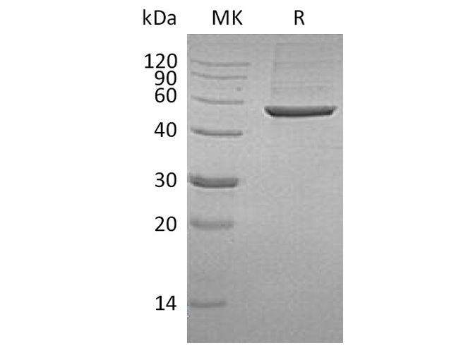Валидация Elabscience PKSH033424(3749)