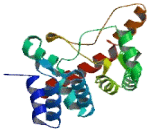 Glial Cell Line Derived Neurotrophic Factor Receptor Alpha 3 (GFRa3) Glial Cell Line Derived Neurotrophic Factor Receptor Alpha 3 (GFRa3)