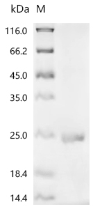 SDS-PAGE