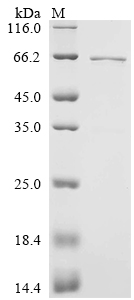 SDS-PAGE