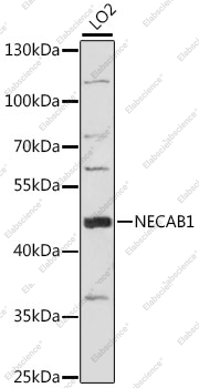 Вестерн-блоттинг, NECAB1, клетки LO2