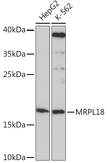 Валидация Elabscience E-AB-91477