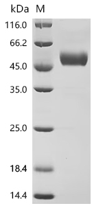 SDS-PAGE