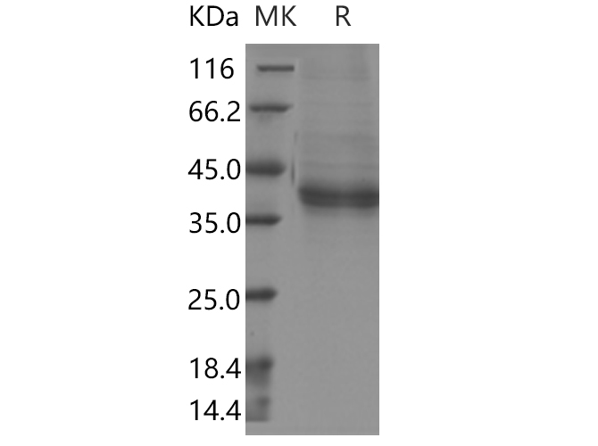 Валидация Elabscience PKSH030464(1384)