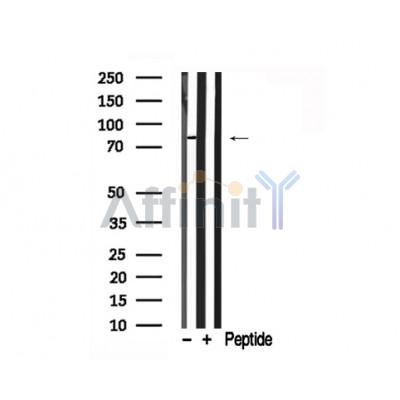Валидация Affinity AF7734 - 4433